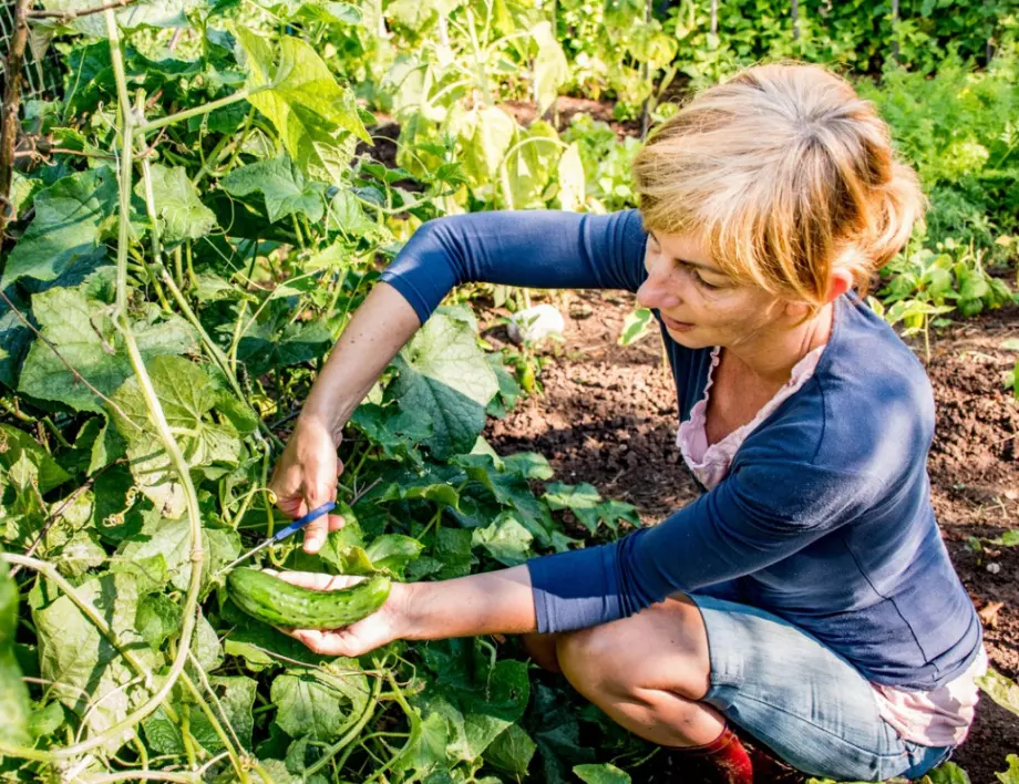 Най-ефективните домашни средства за подхранване на краставиците