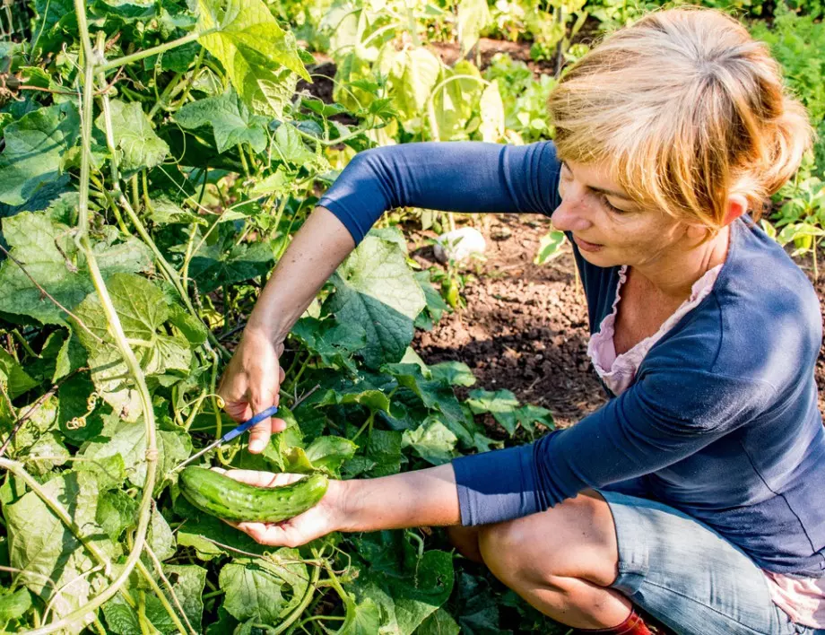 Защо е важно да режем листата на краставиците в оранжерията и как правилно да го направим 