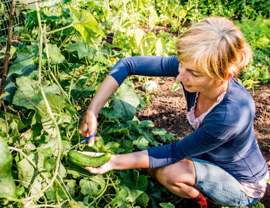 7 съвета за богата реколта от краставици 