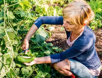 С помощта на този трик ще увеличите реколтата на краставиците цели 2 пъти без торене