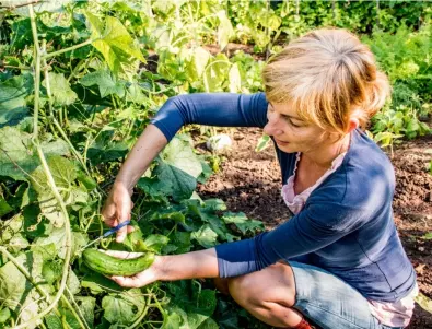 Научете позабравеният градинарси трик за колтучене на краставици корнишони