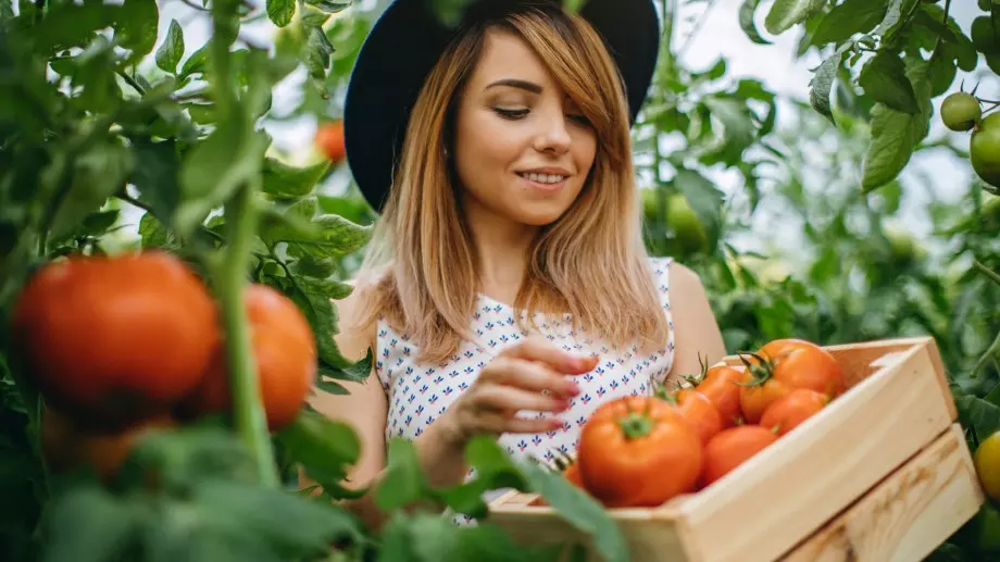 4 основни съвета за отглеждане на големи и вкусни домати