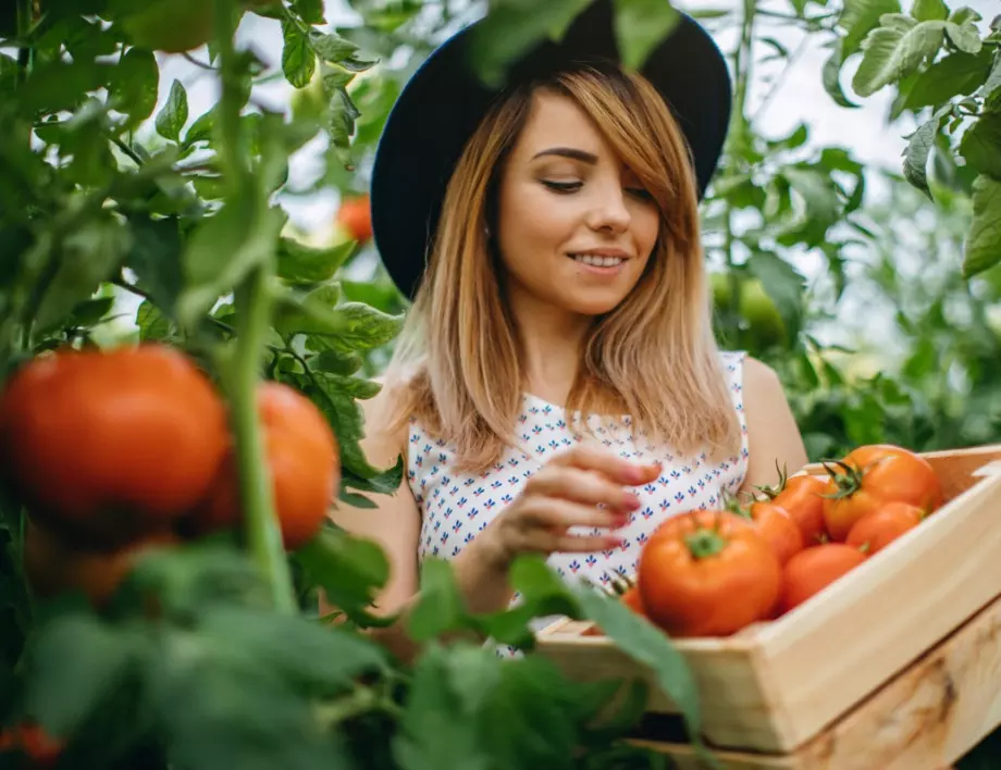 4 основни съвета за отглеждане на големи и вкусни домати