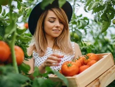 Засаждане на домати до картофи: Добра идея ли е?