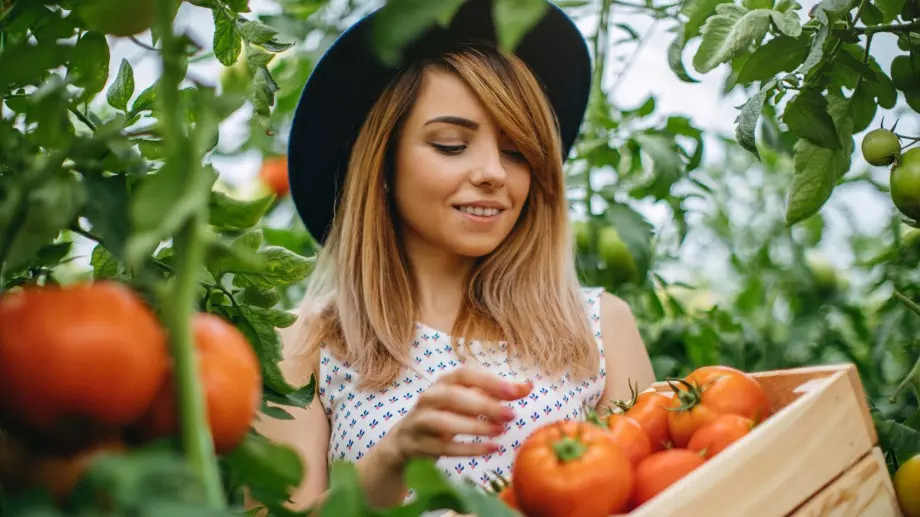 Как правилно се колтучат домати за по-голям добив и вкусни плодове?