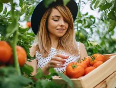 Мляко за богата реколта от домати - ето какво правят опитните градинари