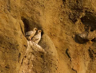 Излюпи се първото малко в гнездото на египетските лешояди от Провадия (СНИМКИ)