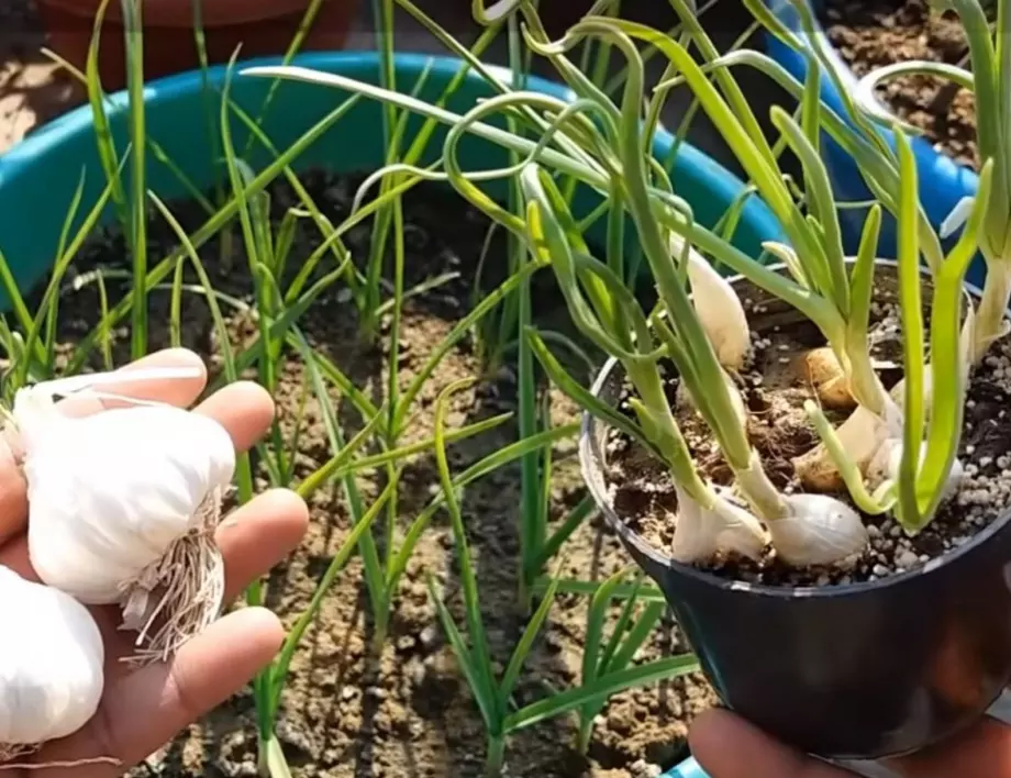 Как лесно да си засадим чесън в саксия у дома (ВИДЕО)