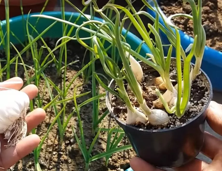 Пожълтяването на чесъна и възможните причини за това