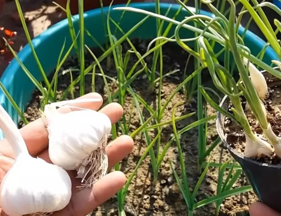 Никога не изхвърляйте перата на чесъна - пригответе лек против вредителите в градината