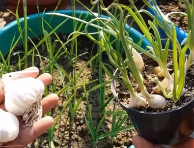За начинаещите градинари: Как да засадите чесън, дори есенно време