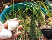 Тайните на градинарите при засяване на чесън в домашната градина