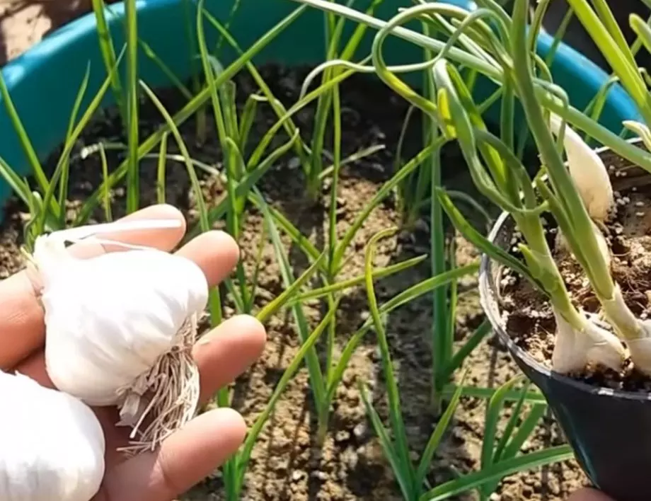 Първото торене на чесъна през пролетта - ето кога и как го правят опитните градинари