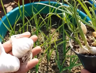 Защо опитните градинари връзват перата на чесъна на възел