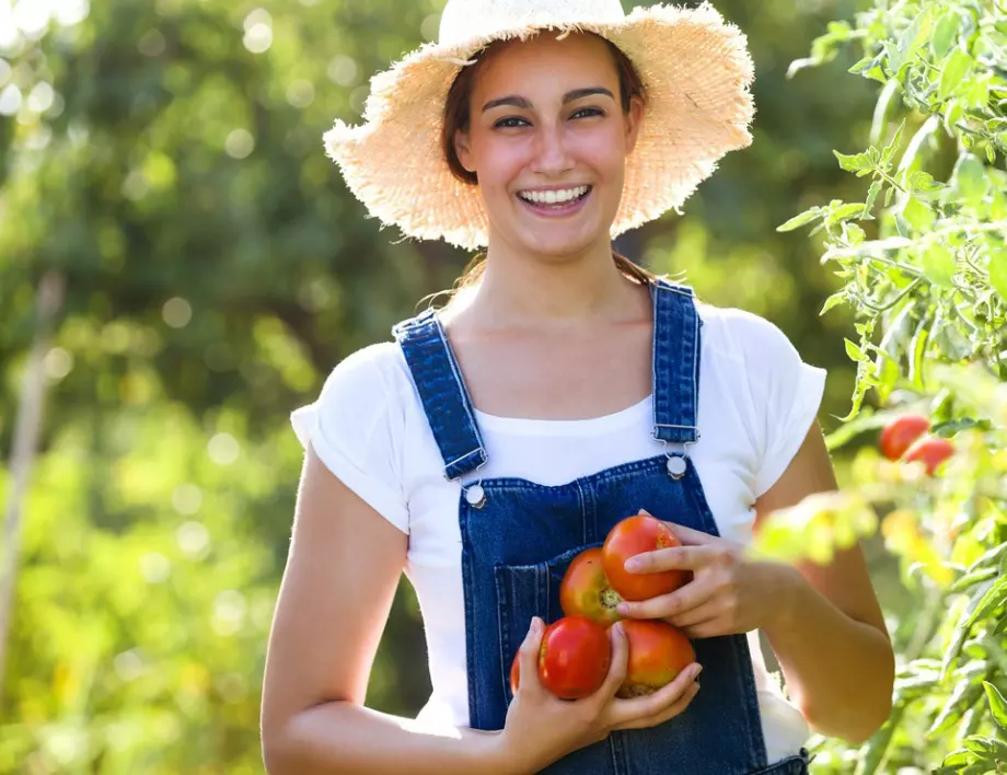 С този лесен ТРИК ще предпазите доматите от ГНИЕНЕ