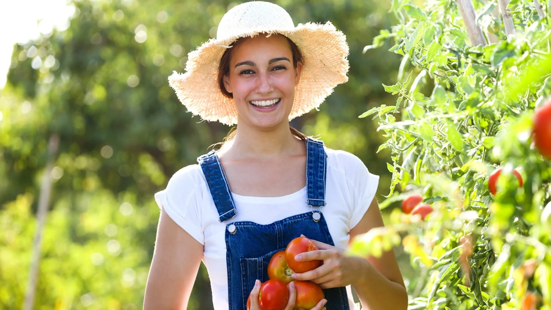 Най-добрите торове за доматите - с тях реколтата няма прибиране 