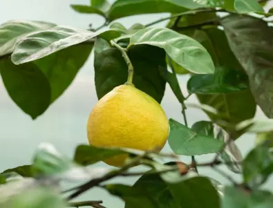Толкова лесно - отгледайте лимоново дръвче! 