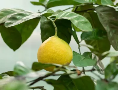 Отгледайте ЛЕСНО у дома лимоново дръвче!