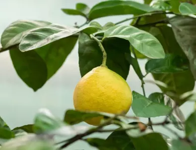 Многобройните употреби на лимона вкъщи
