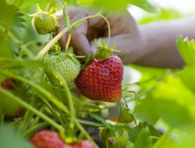 2 прости трика, които увеличават реколтата на ягодите цели 4 пъти