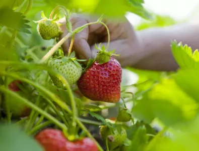 Триковете за успешно отглеждане на ягоди в градината ви