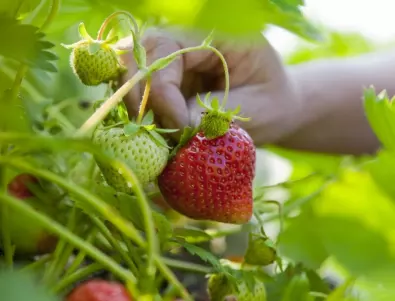 Научете кога и как да режете листата на ягодите