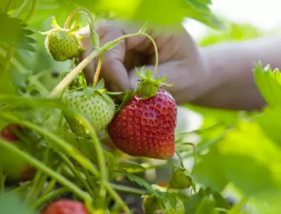 Как да берем ягодите правилно: 5 съвета от опитни градинари
