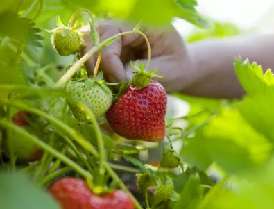 Есенното поливане на ягодите: Ключови правила за изобилна реколта