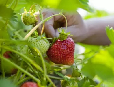 Кога и как да засадим ягоди и да се радваме на хубава реколта?