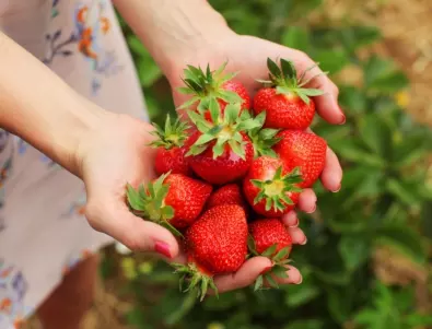Ето какъв тор трябва да използвате за подхранване на ягодите