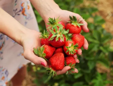 Как да получите щедра реколта от вкусни ягоди