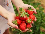 Сортове ягоди: Кой сорт да изберете за вашата градина?