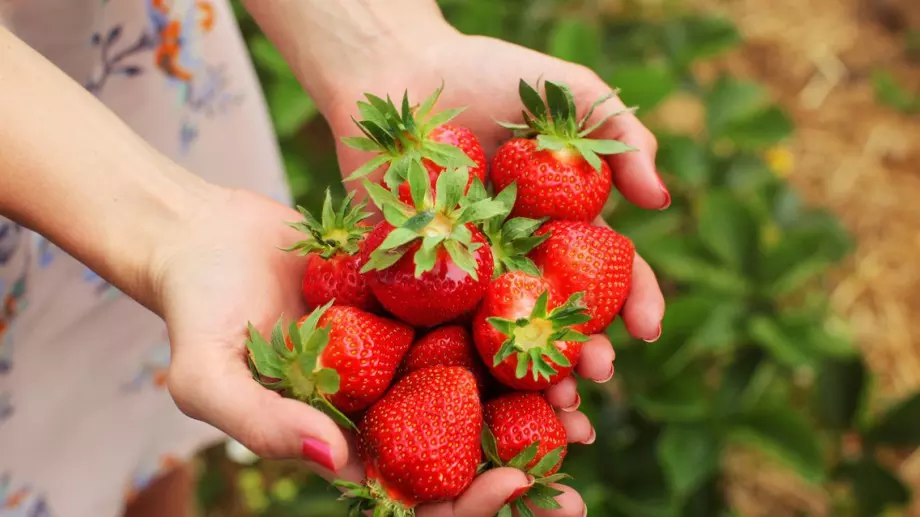 Защо листата на ягодите покафеняват: Възможни причини
