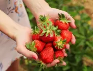 Най-лесният начин да засадите и отгледате ягоди през есента