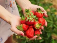 Ще увеличите реколтата на ягодите, ако напръскате с ТОВА през октомври