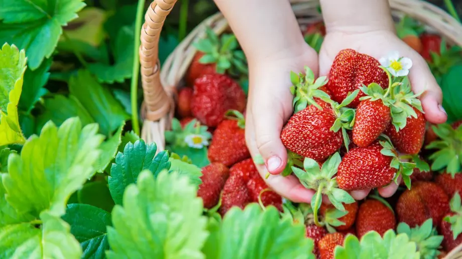 Грешката, която много градинари допускат, но тя е пагубна за реколтата на ягодите