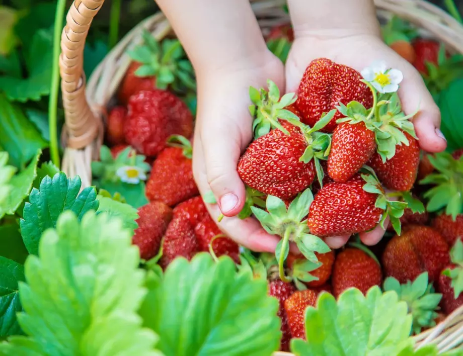 Грешката, която много градинари допускат, но тя е пагубна за реколтата на ягодите