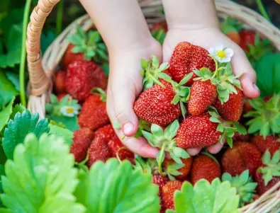 Как да предпазим ягодите от измръзване през зимата?