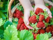 Поръсете ягодите в градината с това - подхранва по-добре и от най-скъпия тор