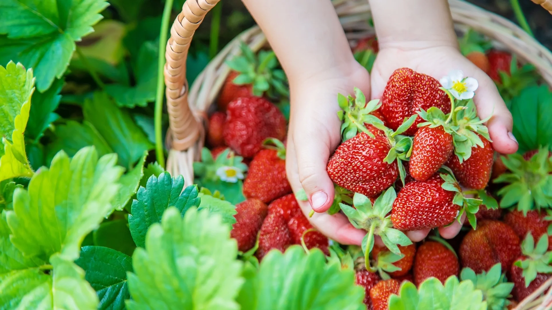 Поръсете ягодите в градината с това - подхранва по-добре и от най-скъпия тор