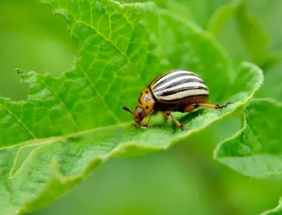 Изгонете колорадския бръмбар без никакви химикали