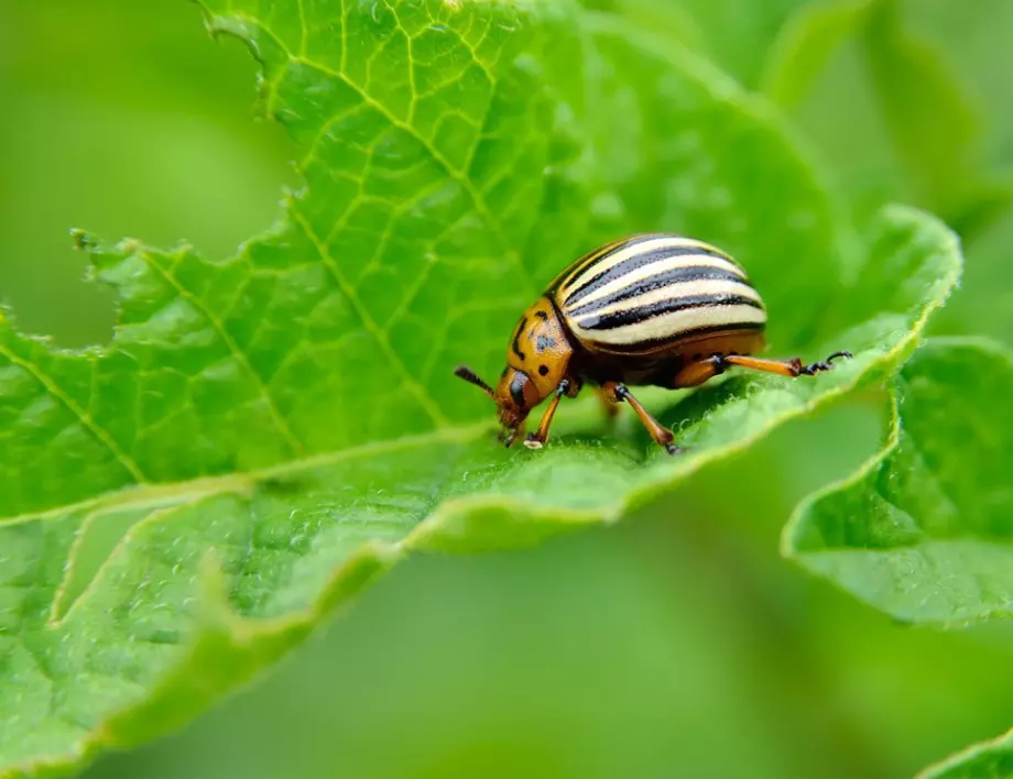 С този лесен трик колорадските бръмбари няма да доближат градината ви