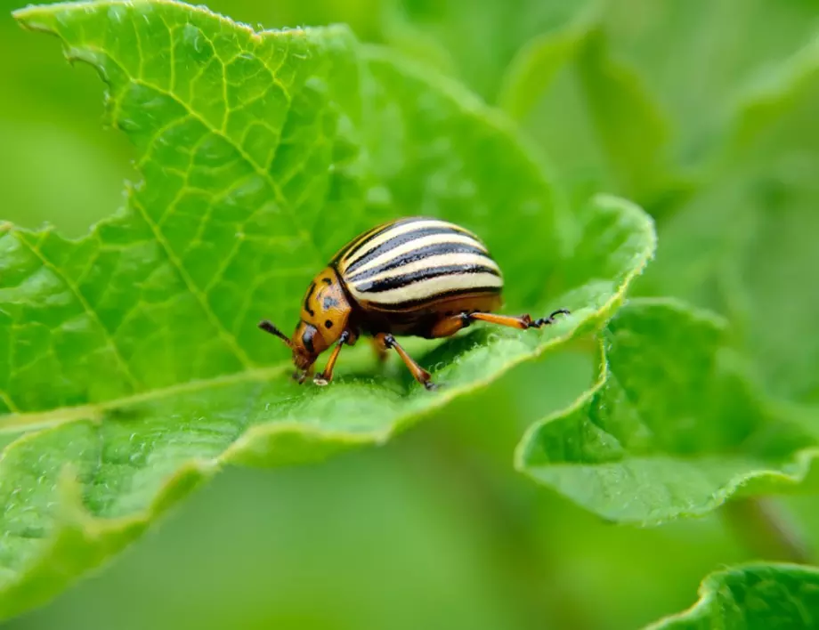 Спасете картофите от колорадския бръмбар: най-ефективните начини