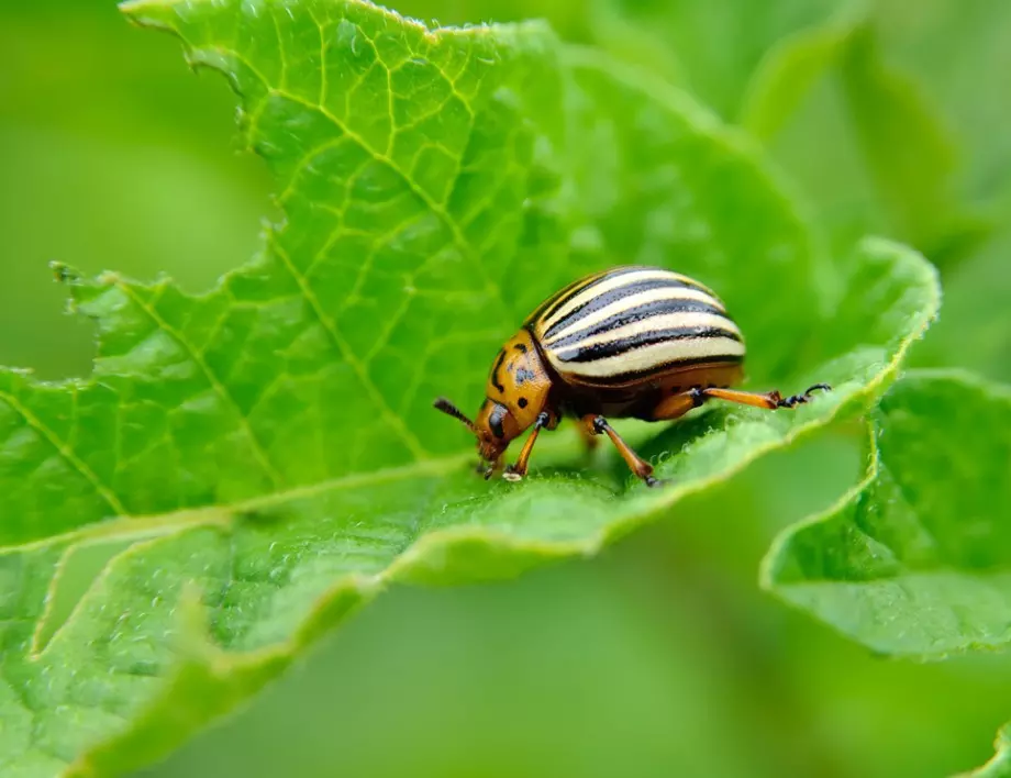 КРАЙ на колорадските бръмбари в градината - стара рецепта със сигурно действие!