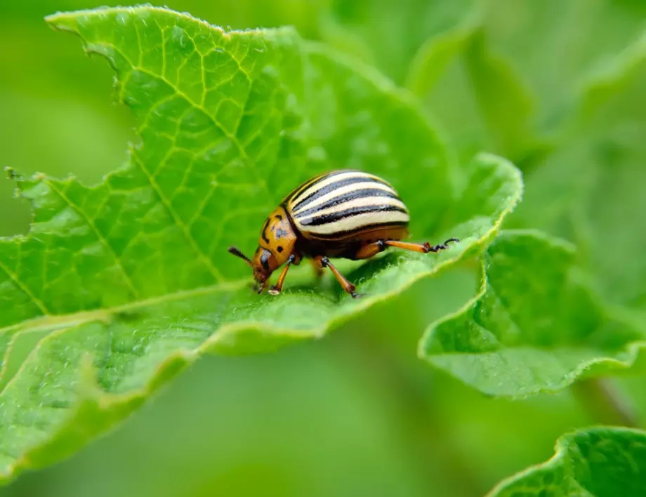 Как да предпазим градината си от колорадски бръмбари?
