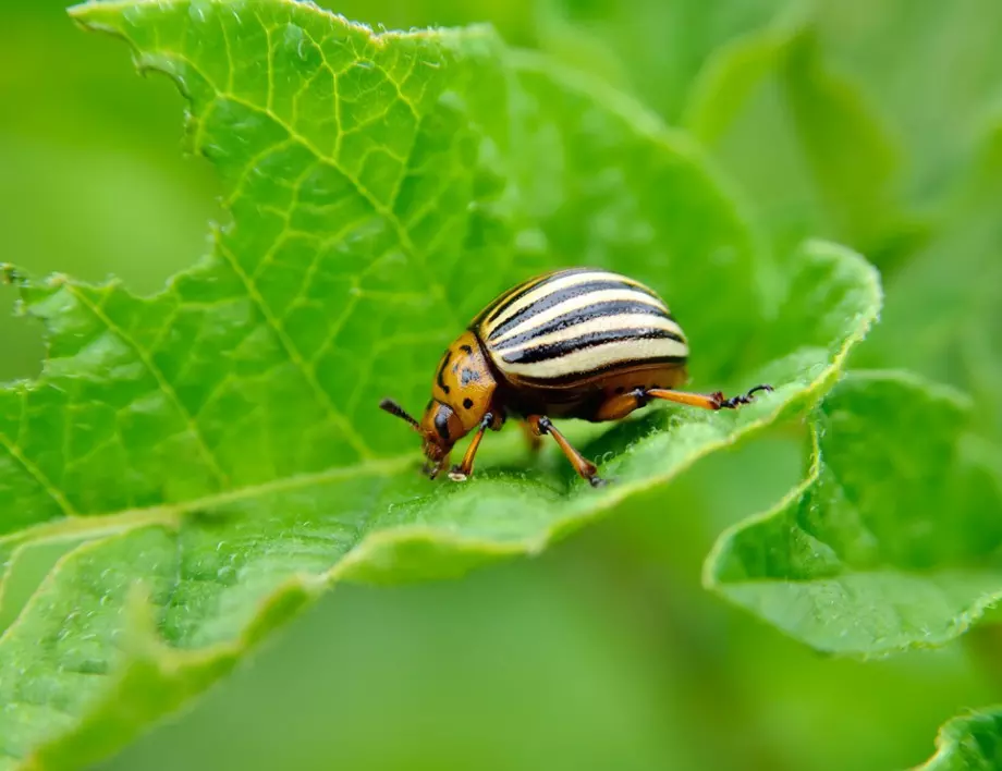 Най-лесният и сигурен начин да преборим колорадския бръмбар в градината