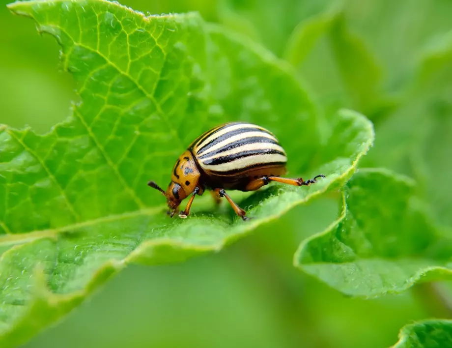 Колорадски бръмбар: Как да се справим с опасния вредител в градината?