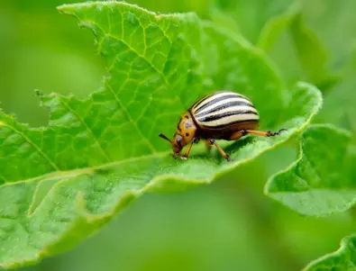 Сполучливи и евтини методи за борба с колорадския бръмбар