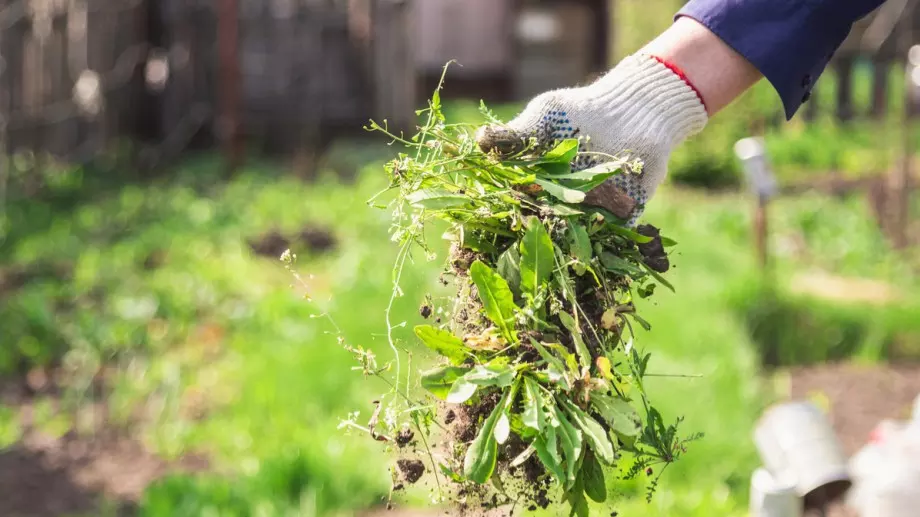Домашна смес за елиминиране на плевелите