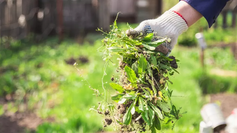Няма да видите плевели до края на лятото, ако наръсите това в градината